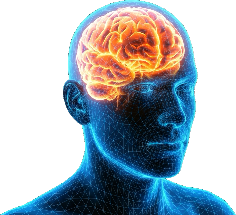 Cerveau